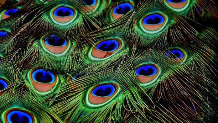 Keep peacock feathers at home, these 5 sure benefits will change your life today